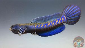 Perawatan Channa Blue Pulchra
