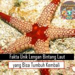 Fakta Unik Lengan Bintang Laut yang Bisa Tumbuh Kembali