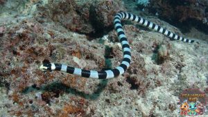Ular Laut dalam Mitologi Kuno