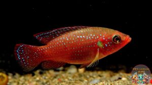 Merawat Jewel Cichlid dalam Akuarium