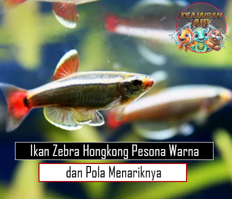 Ikan Zebra Hongkong Pesona Warna dan Pola Menariknya