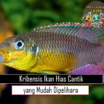 Kribensis Ikan Hias Cantik yang Mudah Dipelihara