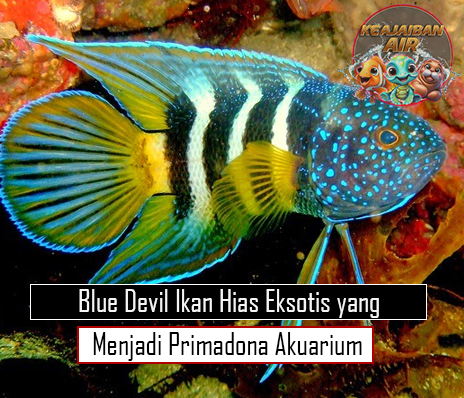 Blue Devil Ikan Hias Eksotis yang Menjadi Primadona Akuarium