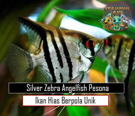 Silver Zebra Angelfish Pesona Ikan Hias Berpola Unik