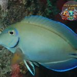Ikan Dokter Fish: Solusi Alami untuk Parasit pada Ikan Hias Air Asin