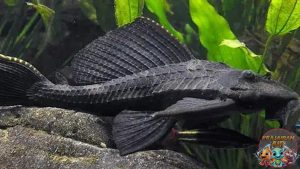 Mengenal Ikan Sapu-Sapu: Pemakan Alga Misterius dari Amazon!