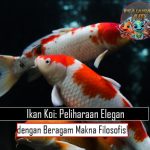 Ikan Koi: Peliharaan Elegan dengan Beragam Makna Filosofis!