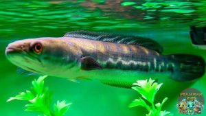 Ikan Toman