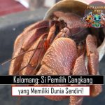 Kelomang: Si Pemilih Cangkang yang Memiliki Dunia Sendiri!