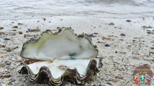 Mutiara di Balik Cangkang: Kisah Inspiratif dari Dunia Kerang!