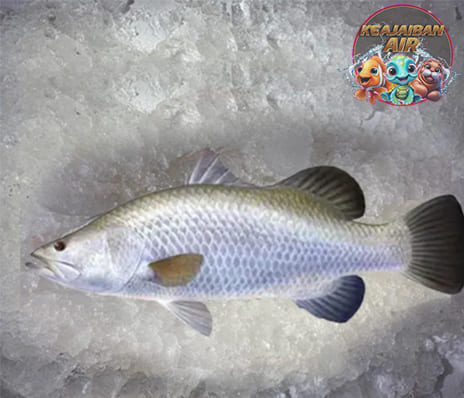 Mengenal Ikan Kakap Putih, Si Predator Laut yang Memikat!