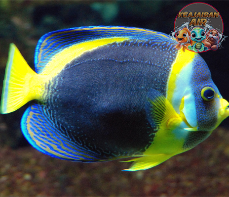 Fakta Unik yang Mungkin Belum Anda Ketahui Tentang Ikan Injel!