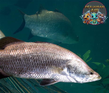 Ikan Kakap Ratu: Permata Tersembunyi di Dasar Laut!