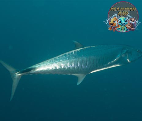 Menguak Keunikan Ikan Mackerel Spanyol dalam Ekosistem!