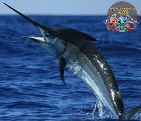 Anda Pernah Dengar Ikan Marlin Kapak? Ini Dia Rahasianya!