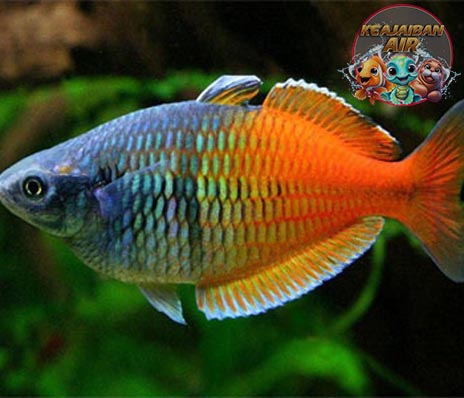 Kilauan Pelangi di Dasar Danau: Keindahan Ikan Pelangi Merah!