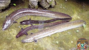 Ikan Sidat: Si Licin dari Perairan yang Punya Nilai Fantastis!