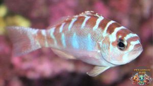 Chalk Bass: Keindahan yang Terpendam di Kedalaman Laut!