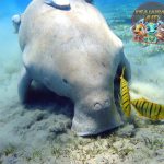 Duyung: Kisah Sang Naga Laut yang Menghidupkan Legenda!