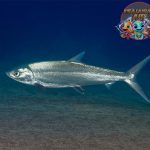 Mengenal Ikan Bandeng: Spesies yang Tahan Hidup di Air Payau!