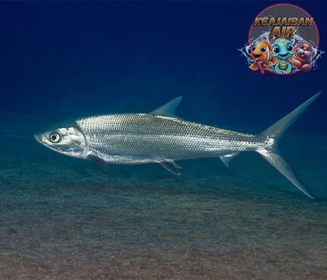 Mengenal Ikan Bandeng: Spesies yang Tahan Hidup di Air Payau!