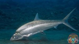 Mengenal Ikan Bandeng: Spesies yang Tahan Hidup di Air Payau!