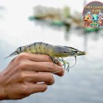 Udang Windu: Keajaiban Laut yang Tersembunyi di Kedalaman!