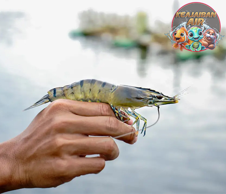 Udang Windu: Keajaiban Laut yang Tersembunyi di Kedalaman!