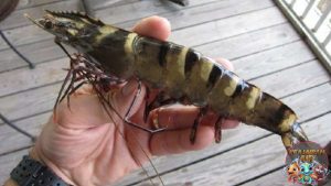 Udang Windu: Keajaiban Laut yang Tersembunyi di Kedalaman!