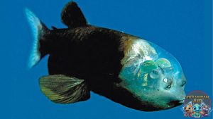 Ikan Mata Barrel: Fenomena Laut Penuh Keajaiban dan Keunikan!