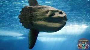 Fakta Menarik Ikan Mola Mola, Si Raksasa Laut Jarang Diketahui!