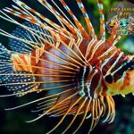 Ikan Singa: Raja Laut yang Bisa Memiliki Racun Mematikan!