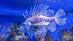 Ikan Singa: Raja Laut yang Bisa Memiliki Racun Mematikan!