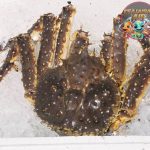 Mengenal Kepiting Alaska: Raksasa Laut yang Memikat Dunia!