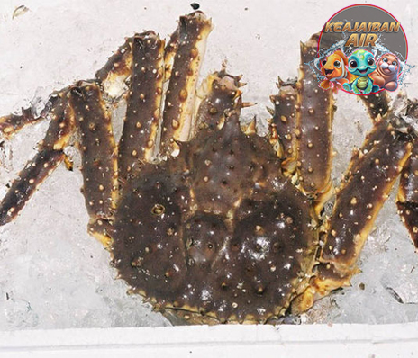 Mengenal Kepiting Alaska: Raksasa Laut yang Memikat Dunia!