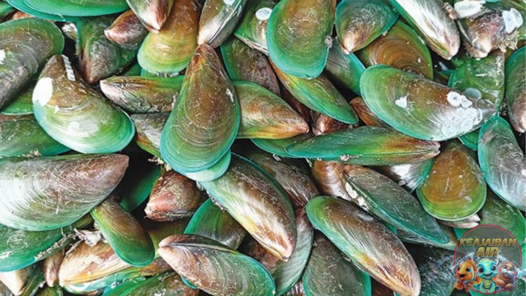 Diburu Pecinta Kuliner Rahasia Nikmatnya Kerang Hijau Terungkap