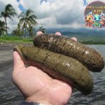 Teripang: Si Lembut dari Laut yang Punya Rahasia Menakjubkan!