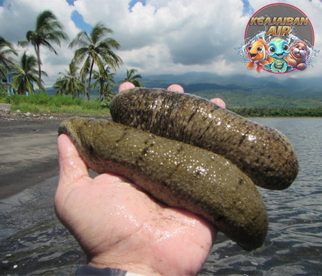 Teripang: Si Lembut dari Laut yang Punya Rahasia Menakjubkan!