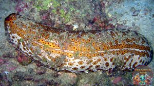 Teripang: Si Lembut dari Laut yang Punya Rahasia Menakjubkan!