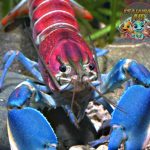 Udang Karang: Kehidupan Peran Pentingnya di Ekosistem Laut!
