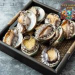 Kerang Abalon: Keajaiban Laut yang Penuh Nilai dan Keunikan!
