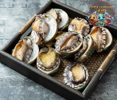Kerang Abalon: Keajaiban Laut yang Penuh Nilai dan Keunikan!