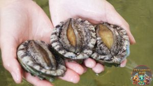 Kerang Abalon: Keajaiban Laut yang Penuh Nilai dan Keunikan!