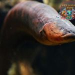 Belut Listrik: Rahasia Setrum Alami dari Dasar Sungai!