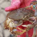 Kenalan Sama Dungeness Crab Si Penjaga Rasa Perairan Pasifik