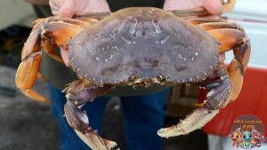 Kenalan Sama Dungeness Crab Si Penjaga Rasa Perairan Pasifik