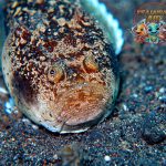 Ikan Stargazer: Si Muka Datar yang Jago Menyergap Mangsa!
