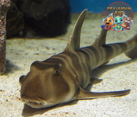 Hiu Japanese Bullhead Shark Keunikan di Balik Wajah Datar