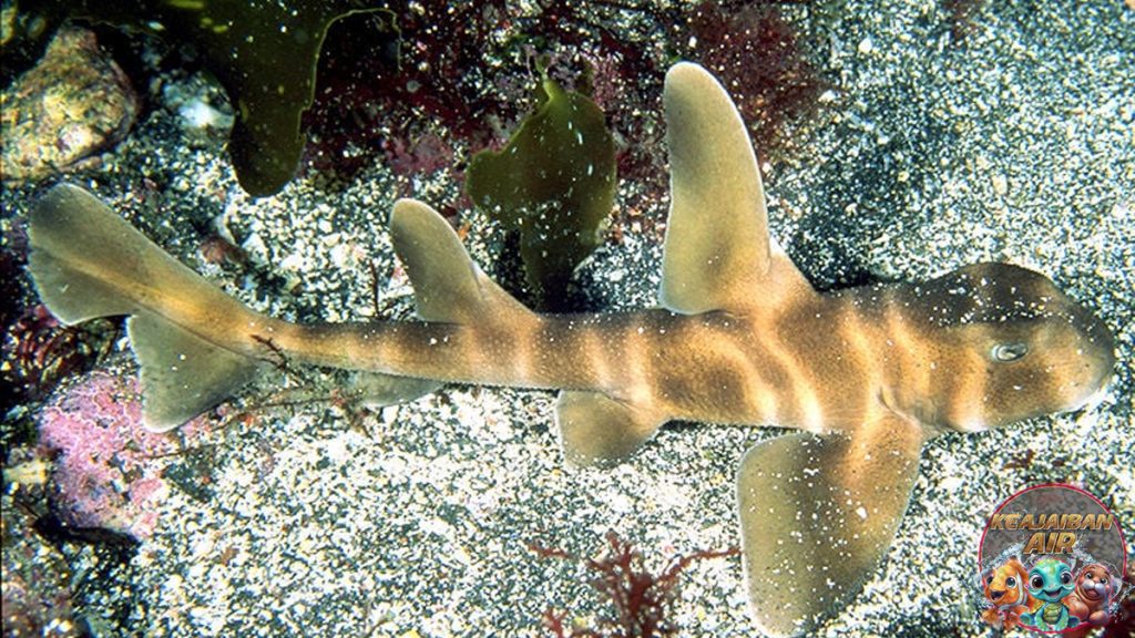 Hiu Japanese Bullhead Shark Keunikan di Balik Wajah Datar