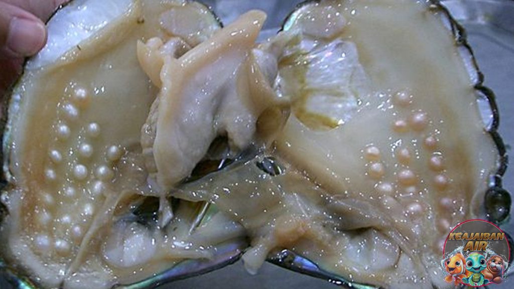Kerang Mutiara Sumber Keindahan Menghiasi Dunia Perhiasan!